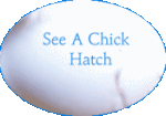 click here to see a chick hatching