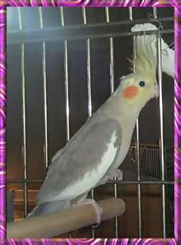 Female Cinnamon Cockatiel