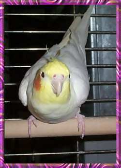 Lutino cock