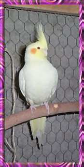 Lutino hen