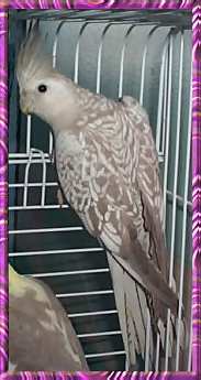 Female Cinnamon-Pearl Whiteface Cockatiel