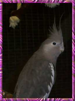 whiteface hen